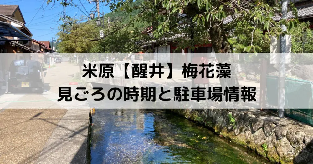 醒井 梅花藻散策 見ごろの時期と駐車場情報 滋賀でスペシャルライフ