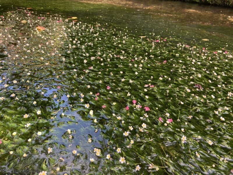 川の中で咲いている梅花藻