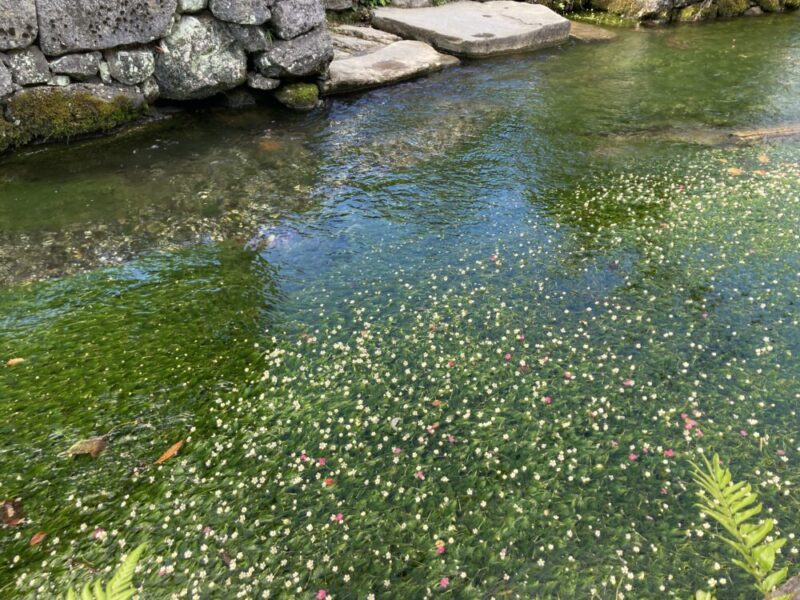醒井地蔵川の梅花藻